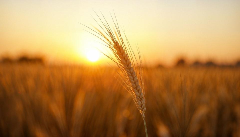 Rama de trigo al sol Foto 1